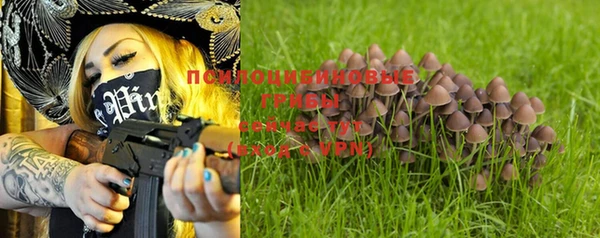 индика Новозыбков